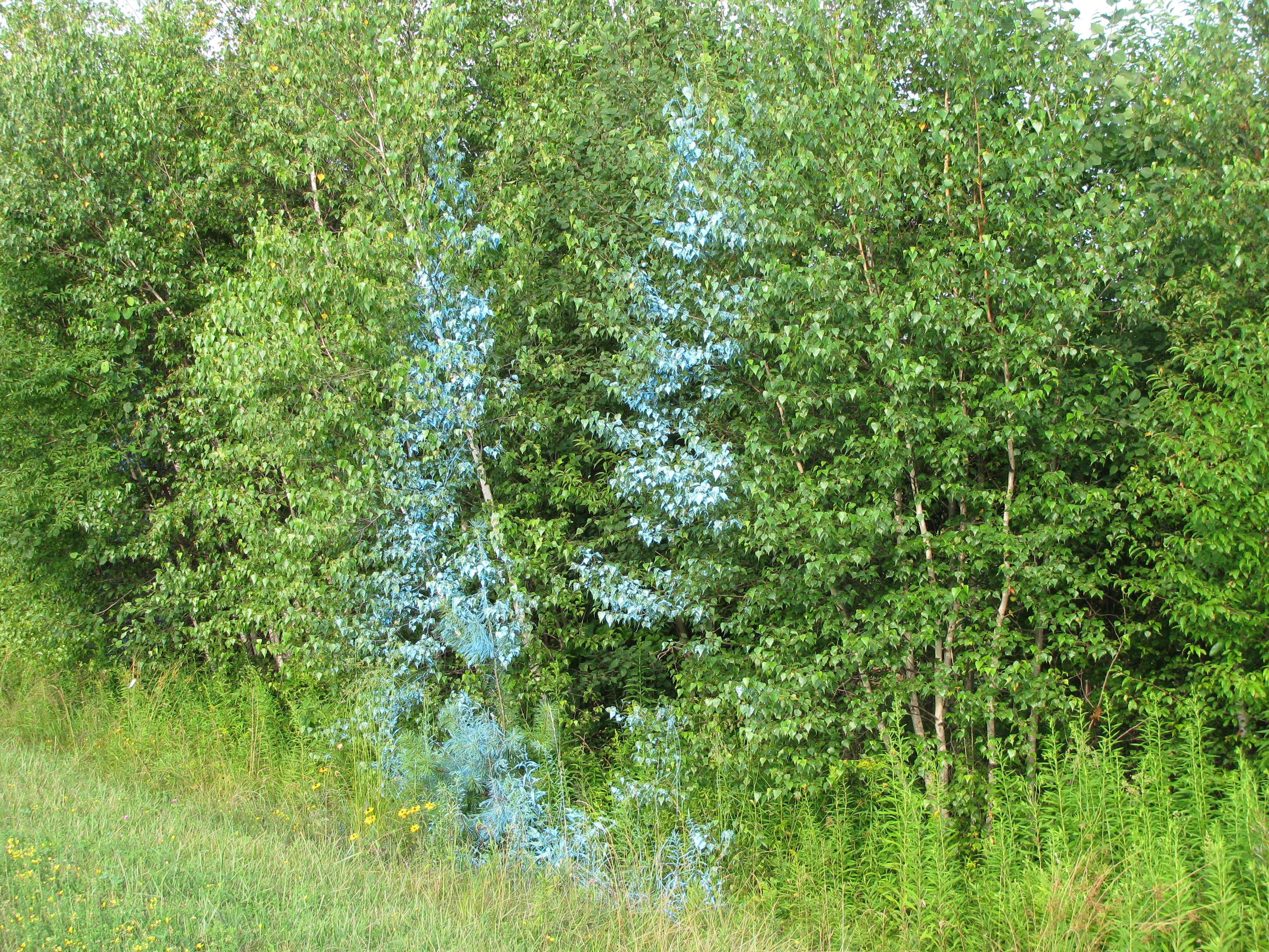 Low to Medium tree tops